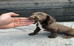 Cocker Spaniel dogs for sale: KC Cocker Spaniel pups  - Image 3