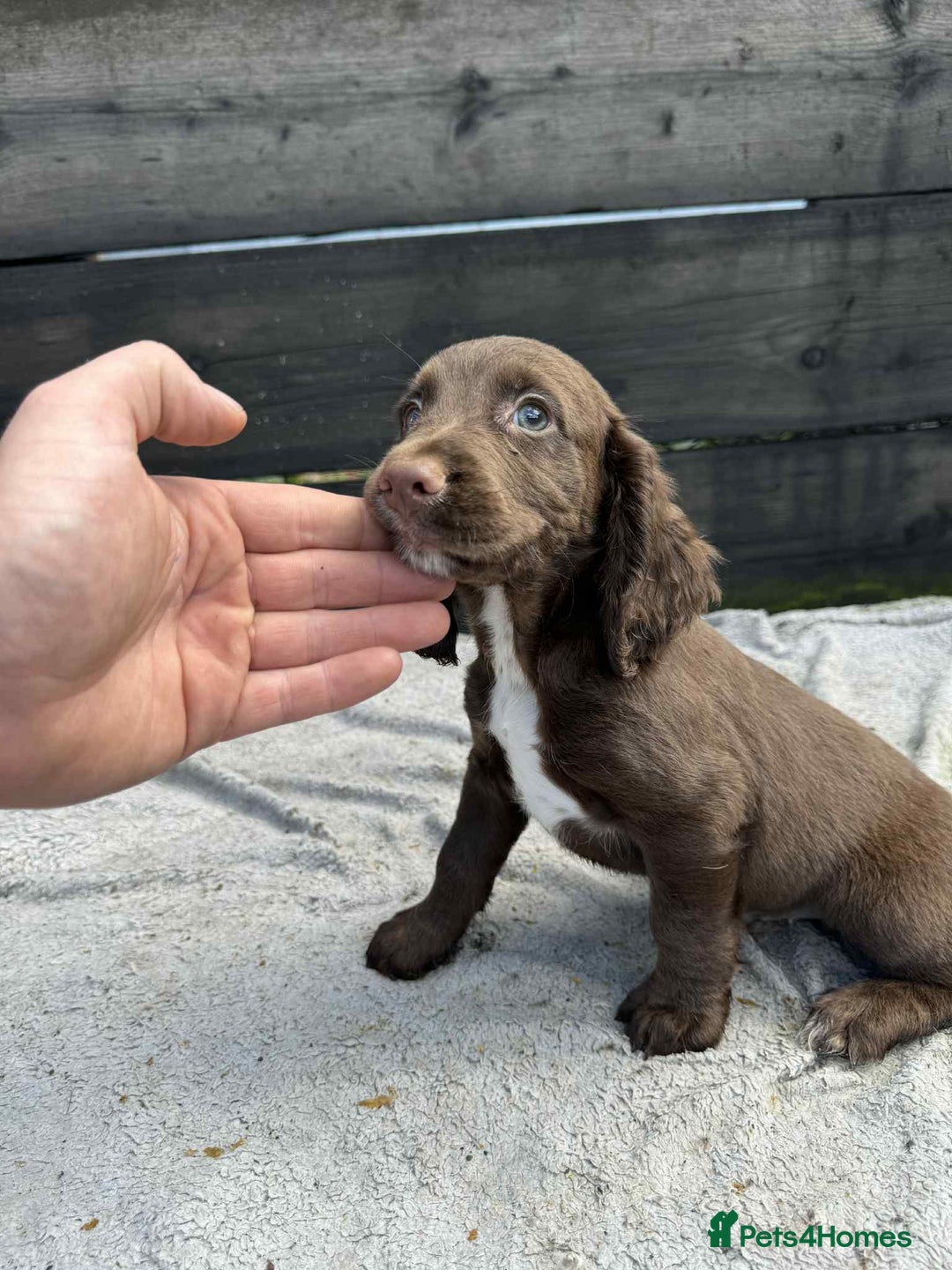 Cocker Spaniel dogs for sale: KC Cocker Spaniel pups  - Image 3