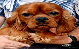 Cavalier King Charles Spaniel dogs for stud: Cavalier KC reg health tested proven stud  - Image 1