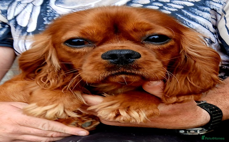 Cavalier King Charles Spaniel dogs - Advert 2