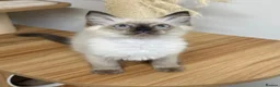Ragdoll cats for sale: Beautiful ragdoll kittens  - Advert 7