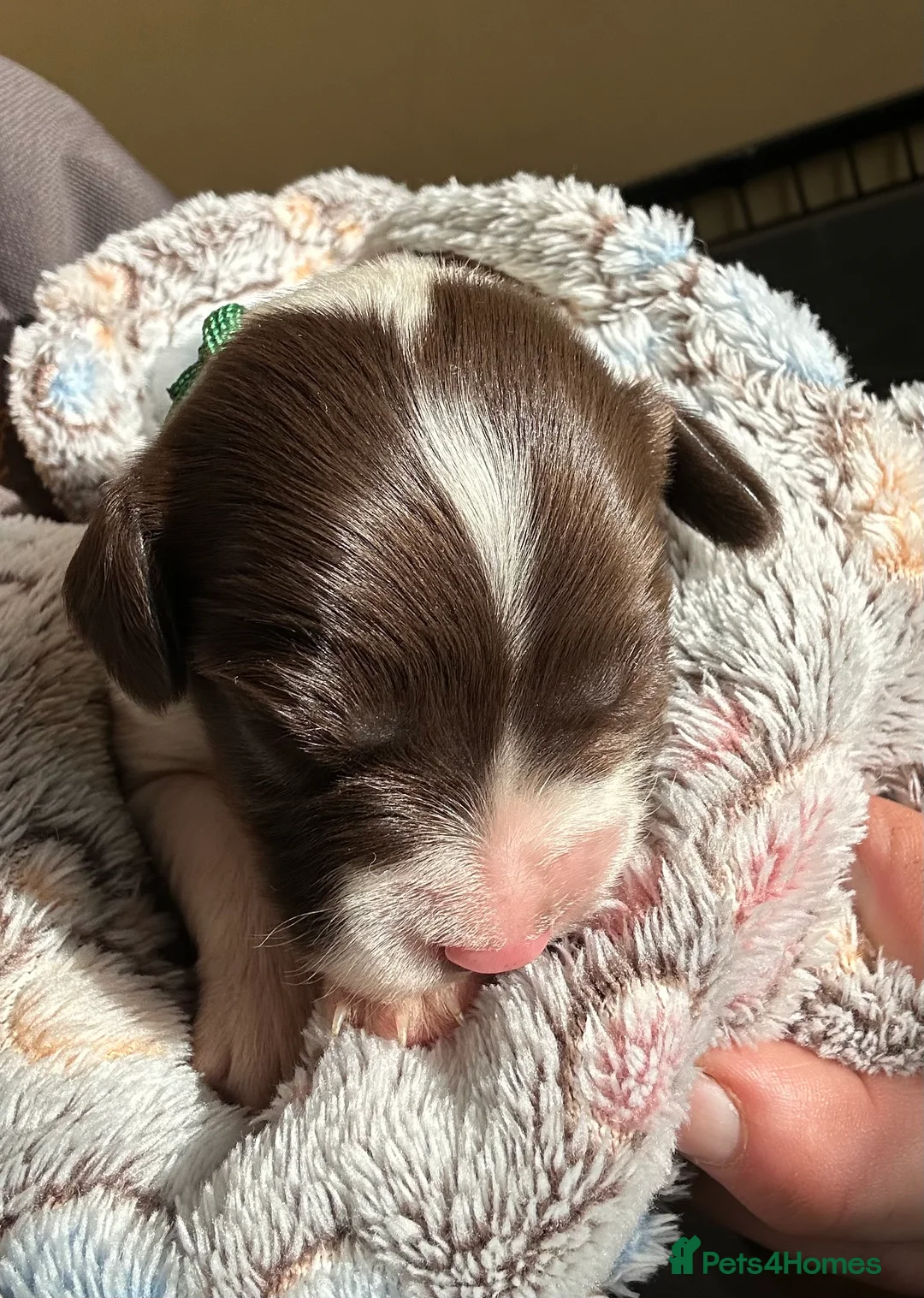 English Springer Spaniel dogs for sale: Stunning KC Reg ESS puppies with FTCH sire. - Advert 8