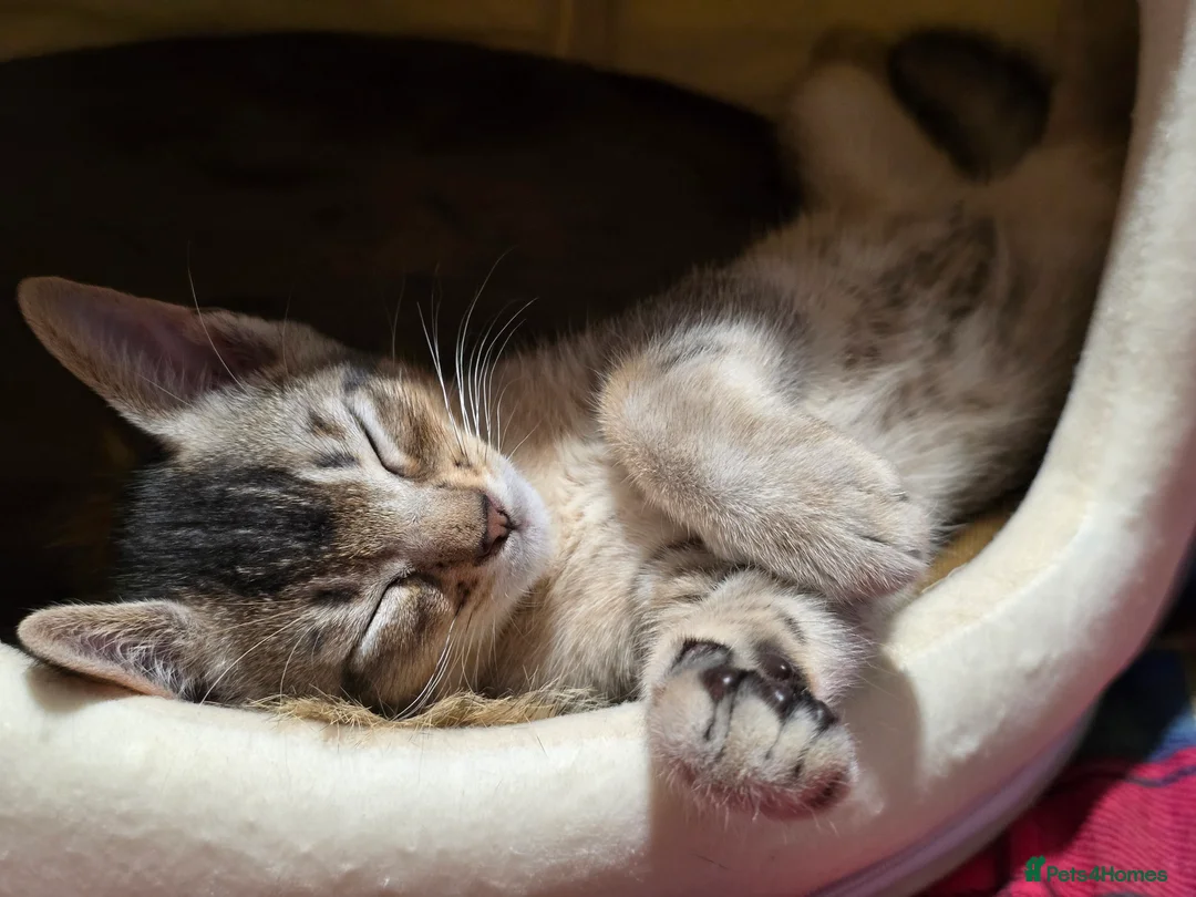 Abyssinian cats for sale: Stunning Kittens – Not to Miss - Advert 24