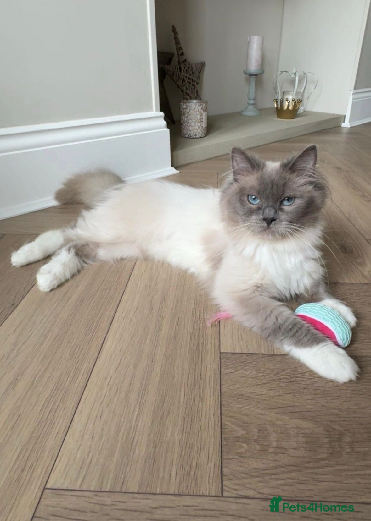 Ragdoll cats Beautiful 1yr old GCCF Female Ragdoll  - Advert 7