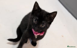 Mixed Breed cats for sale: Beautiful Kittens - Image 4