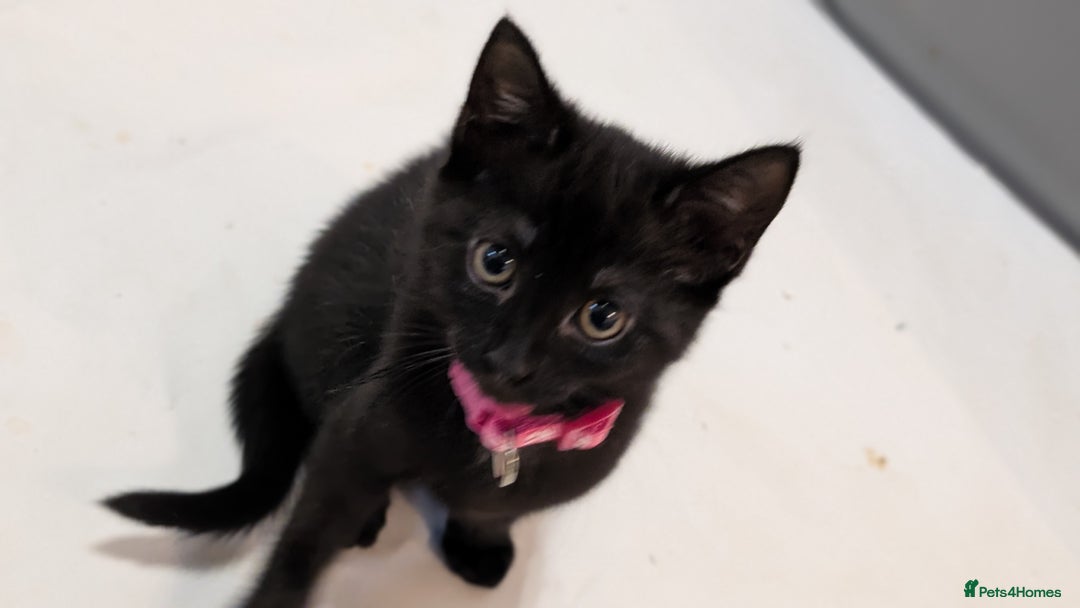Mixed Breed cats for sale: Beautiful Kittens - Image 4