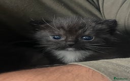Mixed Breed cats for sale: Cutest Scottish Fold and BSH kittens  - Image 6