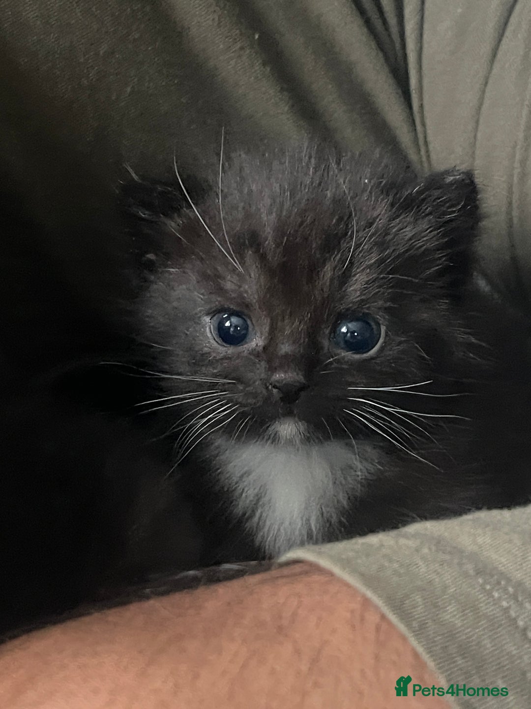 Mixed Breed cats for sale: Cutest Scottish Fold and BSH kittens  - Image 6