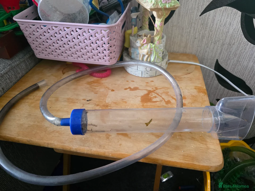 Cichlids fish for sale: Juwel 125 with cichlids  - Advert 7