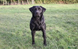 Labrador Retriever dogs for sale: Lovely Labrador Puppies ready next weekend - Image 2