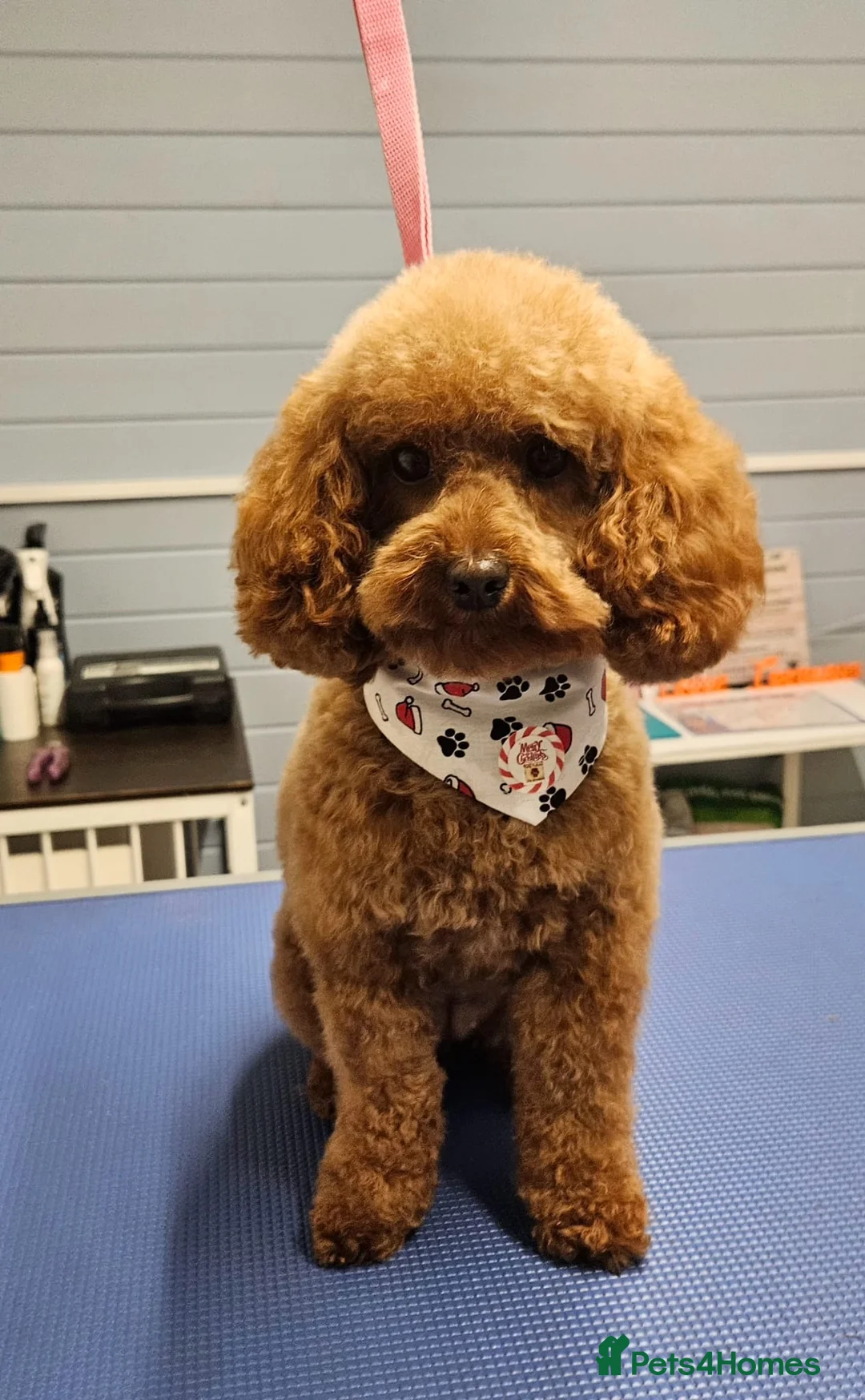 Cavapoo dogs for sale: Fox Red Cavapoo F1B  - Advert 6