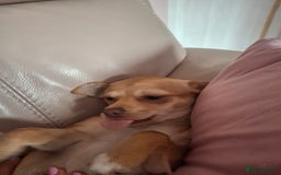 Chihuahua dogs for sale: Chihuahua 6 month old female - Image 5