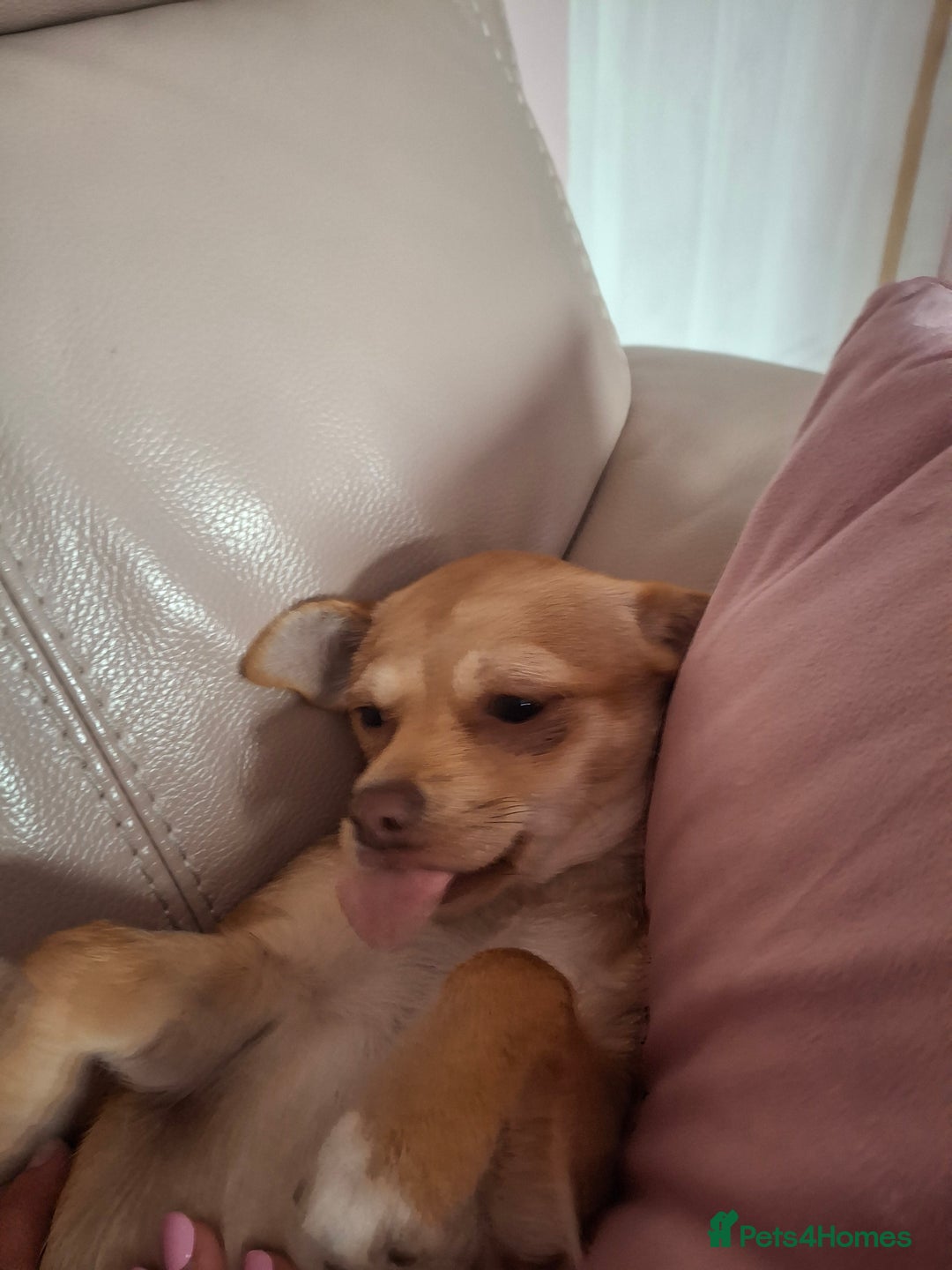 Chihuahua dogs for sale: Chihuahua 6 month old female - Image 5
