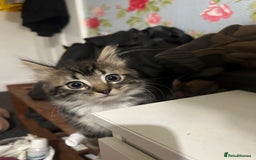 Mixed Breed cats for sale: 3 Male kittens for sale  - Image 2