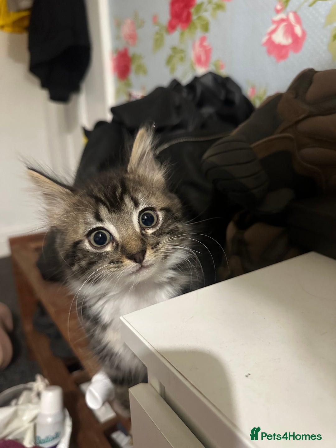 Mixed Breed cats for sale: 3 Male kittens for sale  - Image 2