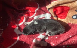 Akita dogs for sale: Akita puppies  - Image 15
