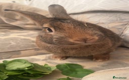 Mixed Breed rabbits for sale: Bertie is looking for his forever home - Image 4
