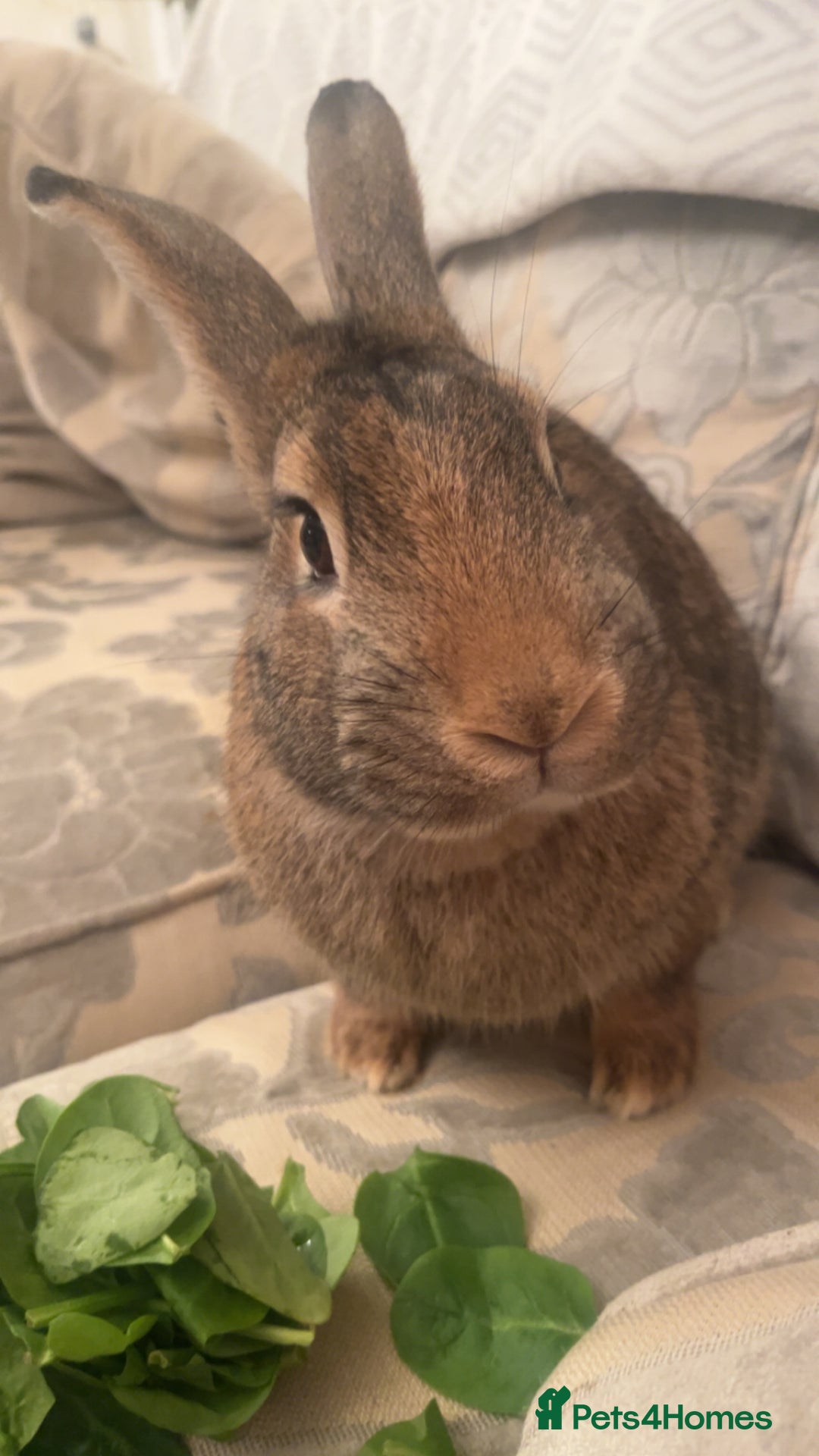 Mixed Breed rabbits for sale: Bertie is looking for his forever home - Image 4