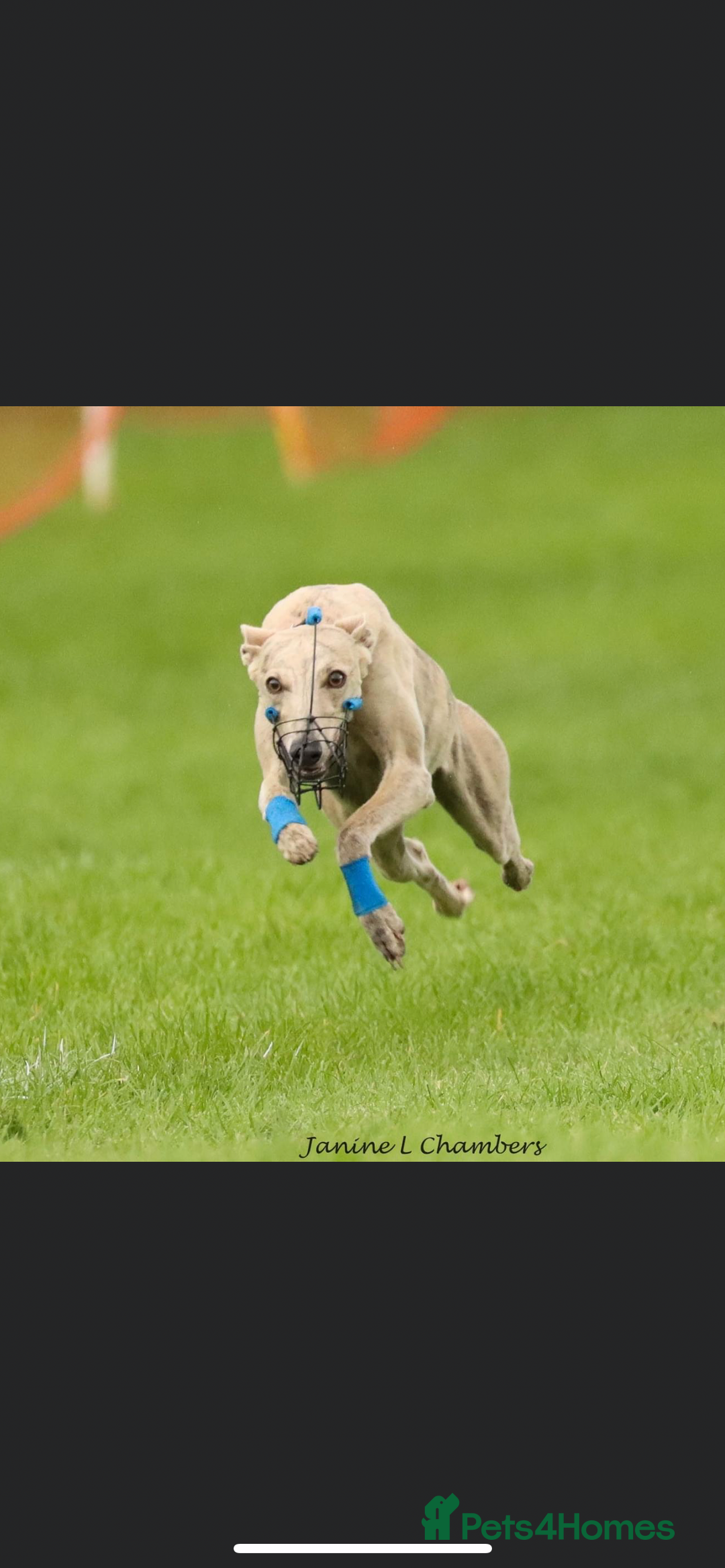 Whippet dogs for stud: KC Registered Blue Brindle for stud in Barnsley - Advert 5