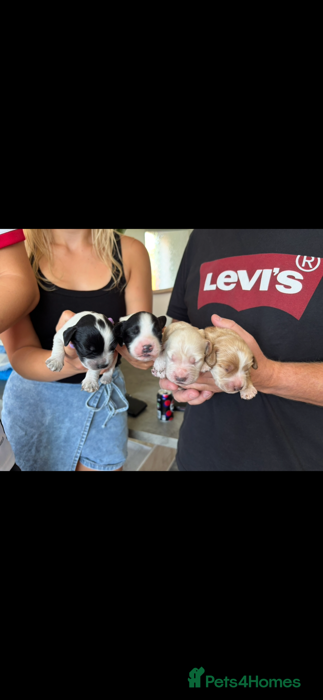Cockapoo dogs for sale: Stunning cockapoo puppies - Image 15