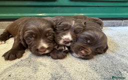 Sprocker dogs for sale: F1 Sprocker puppies liver and white  - Image 5