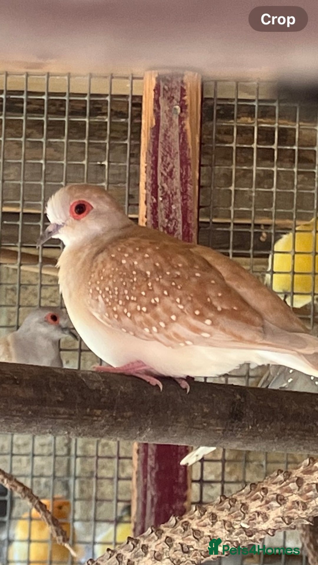 Doves birds for sale: Diamond doves for sale 2025 bred  - Image 1