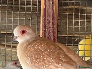 Doves birds - Advert 5