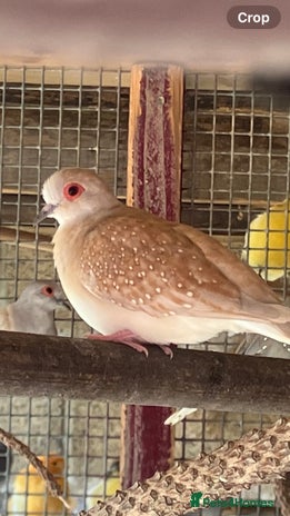 Doves birds - Advert 5