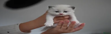 Ragdoll Kitten 1