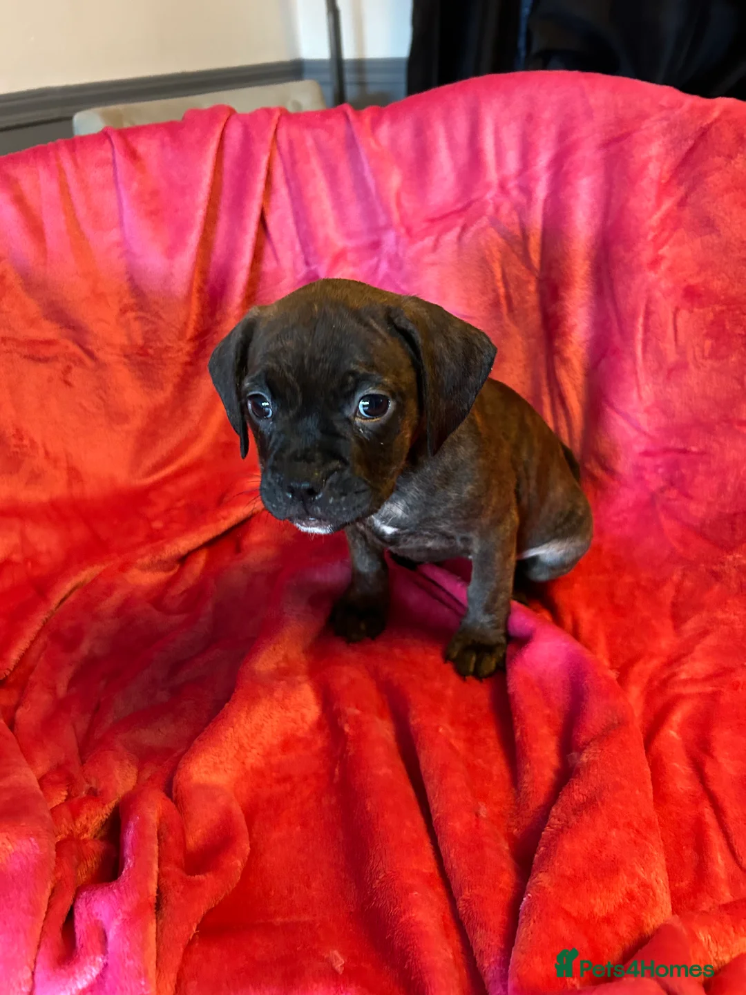 Mixed Breed dogs for sale:  Mixed breed cockerbull x  - Advert 4