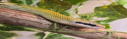 Rat Snake reptiles for sale: Taiwanese beauty snake orthriophis taeniurus - Advert 2
