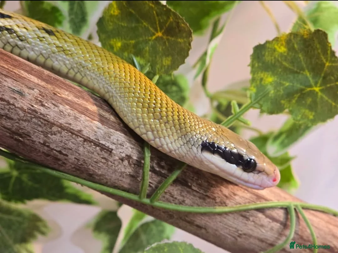 Rat Snake reptiles for sale: Taiwanese beauty snake orthriophis taeniurus - Advert 2
