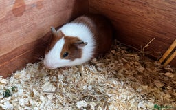 Guinea Pig rodents for sale: Dutch Sows/girls - Image 14