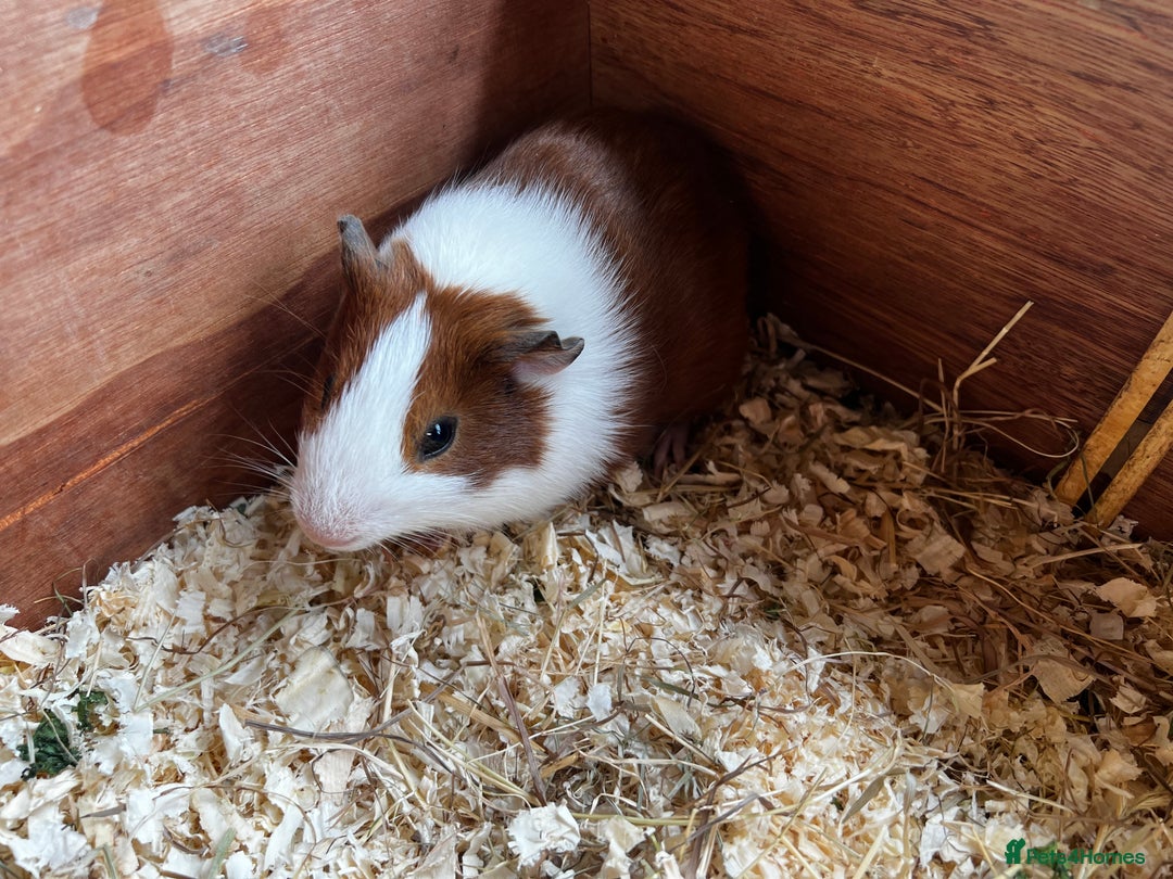 Guinea Pig rodents for sale: Dutch Sows/girls - Image 14