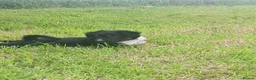 Mixed Breed dogs for sale: Kelpie x puppy  in Tavistock - Advert 5