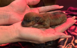 Miniature Pinscher dogs for sale: Pure 100% Miniature Pinscher-Licensed Breeder🐾❤️  - Image 24