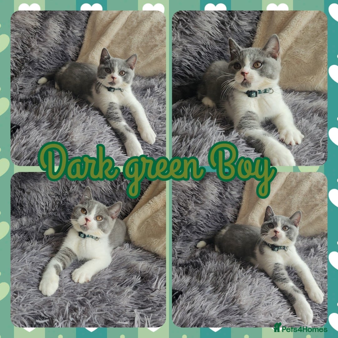 British Shorthair cats for sale: Tica registered british shorthair kittens - Image 5