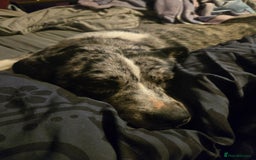 Mixed Breed dogs for sale: Caucasian shepard cross pocket bully female  - Image 2