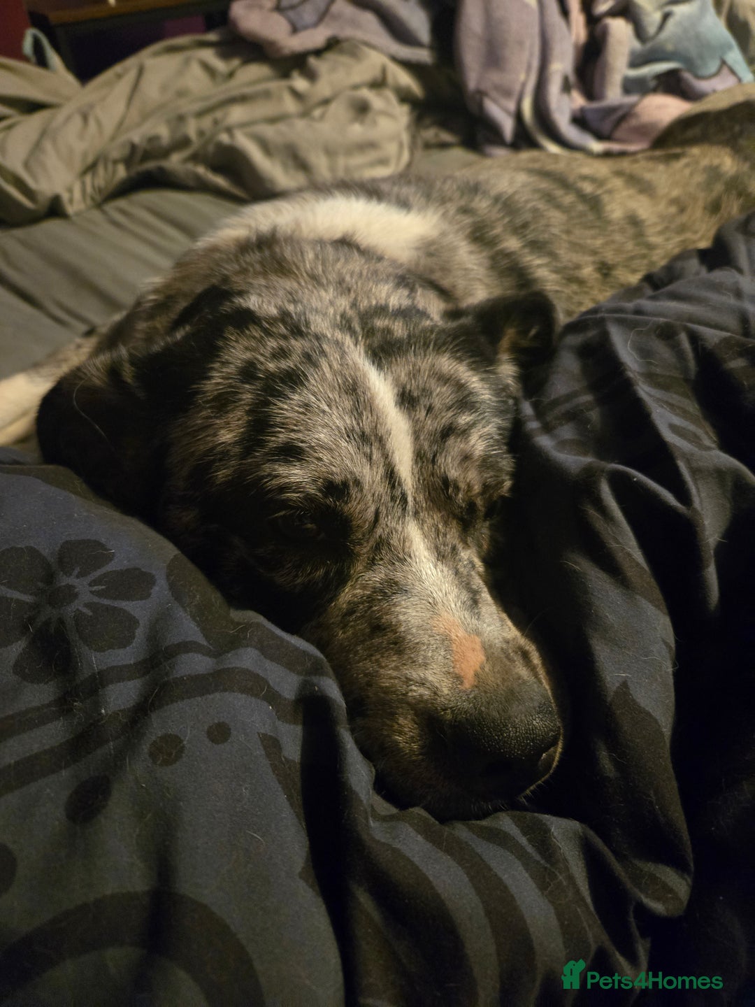 Mixed Breed dogs for sale: Caucasian shepard cross pocket bully female  - Image 2