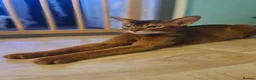 Abyssinian cats for sale: Abyssinian kittens in Scunthorpe - Advert 2
