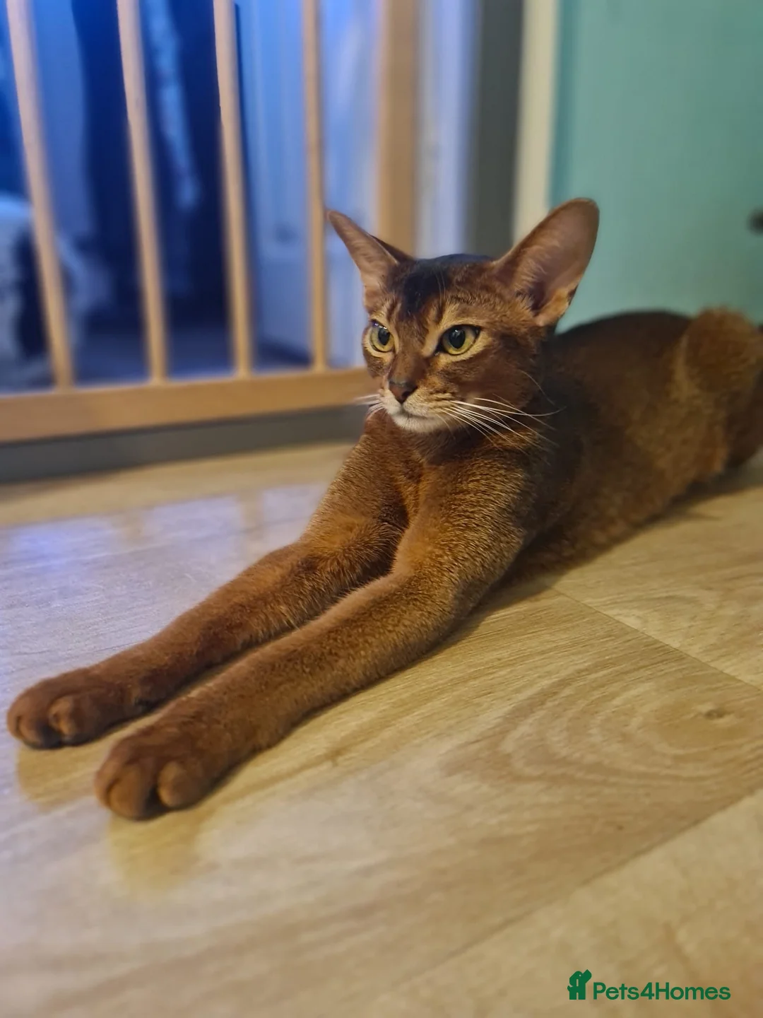 Abyssinian cats for sale: Abyssinian kittens in Scunthorpe - Advert 2