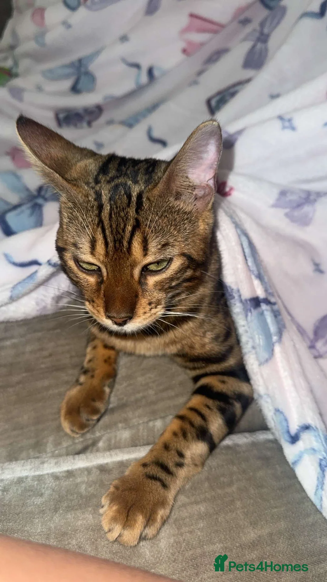 Bengal cats for sale: Meet Chai😸🤎 - Advert 6