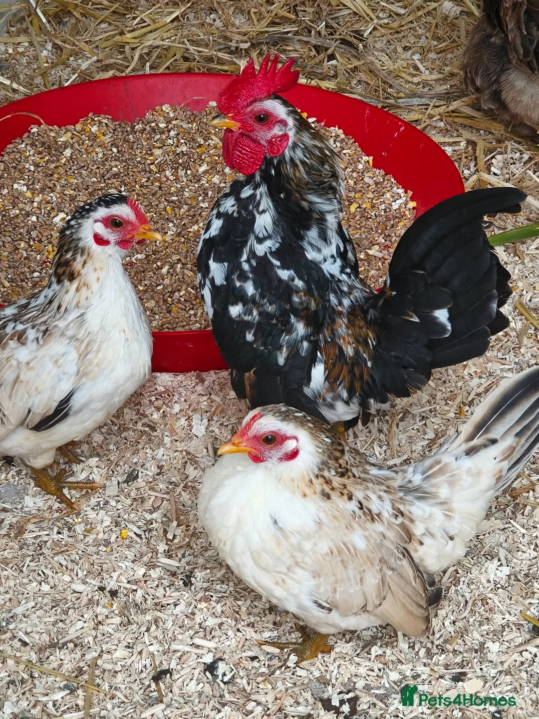 Chickens poultry for sale: Sarama chickens in Rhyl - Advert 1