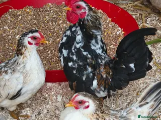 Chickens poultry Sarama chickens - Advert 12