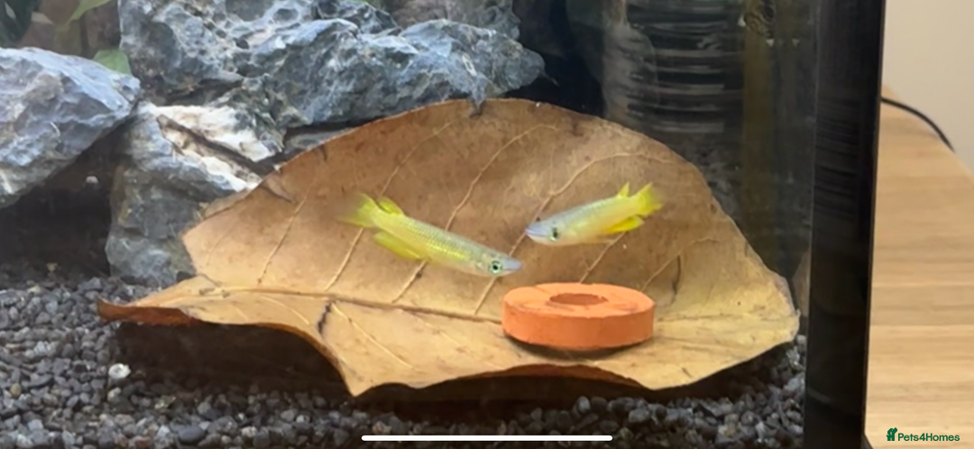 Plecos fish for sale: Koi Betta, livebearers & other fish… - Image 4