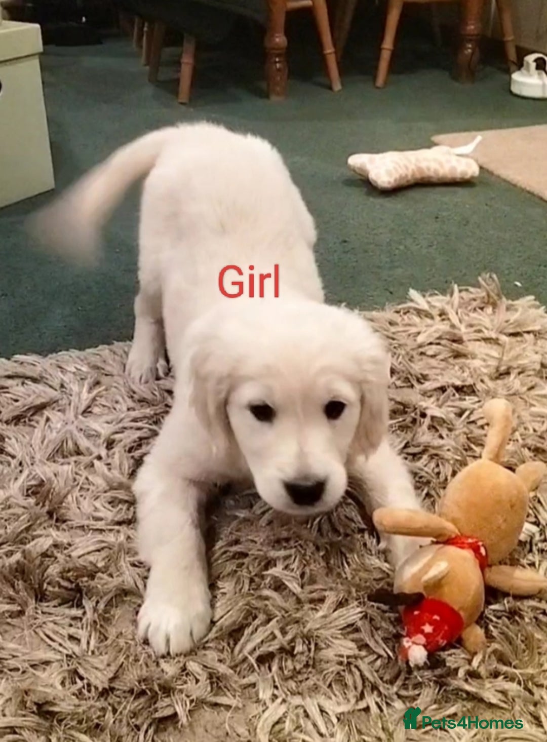 Golden Retriever dogs for sale: GOLDEN RETRIEVER PUPS - Advert 9