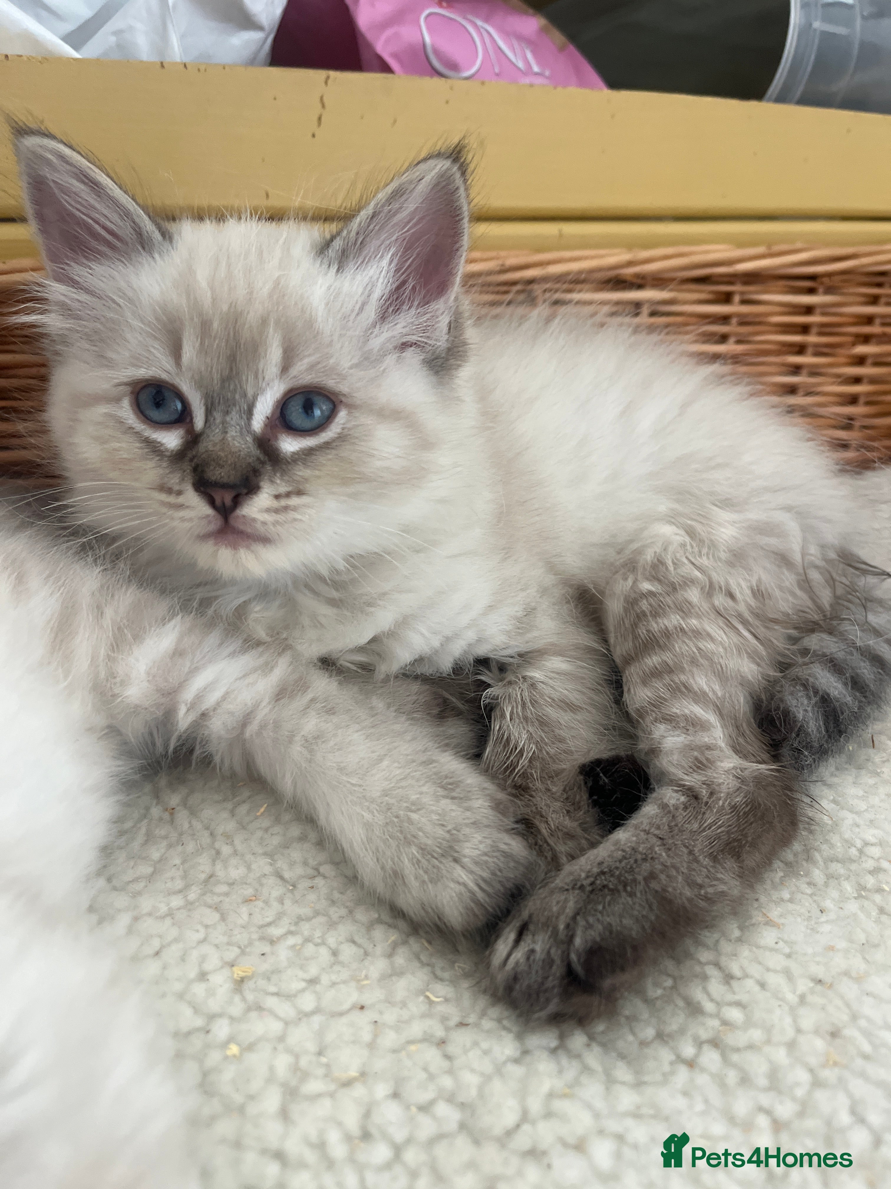 Ragdoll cats 4 remaining beautiful boys - Advert 3