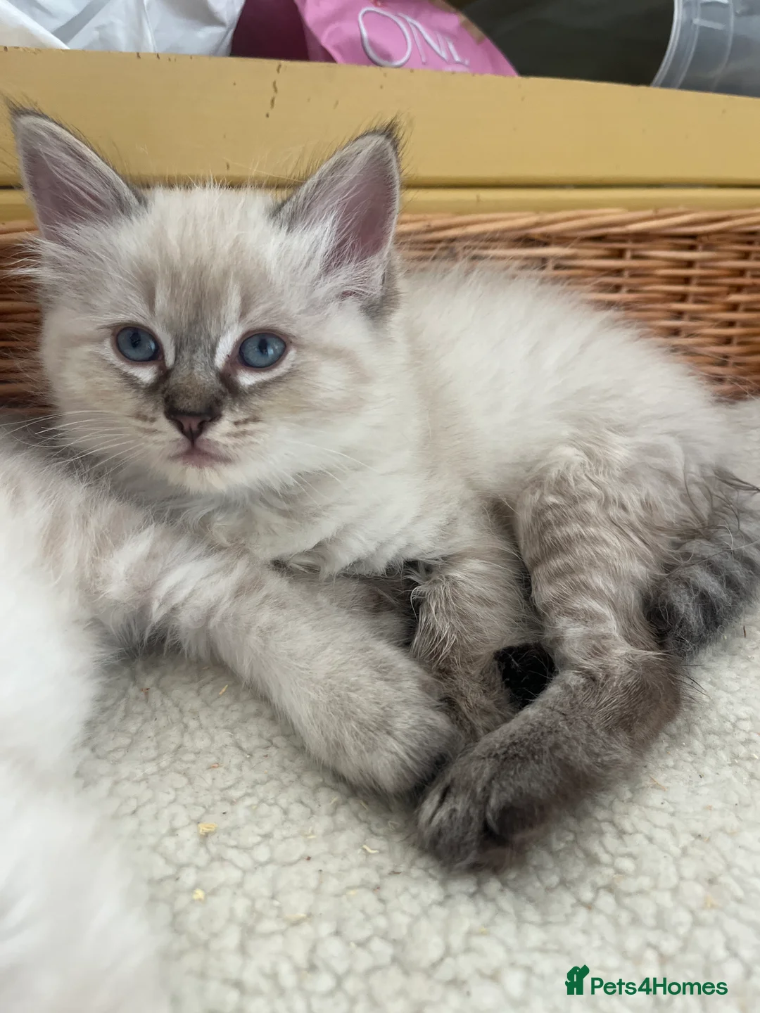Ragdoll cats for sale: Last 3 boys  READY TO LEAVE 😌 - Advert 2