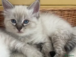 Ragdoll cats 4 remaining beautiful boys - Advert 1