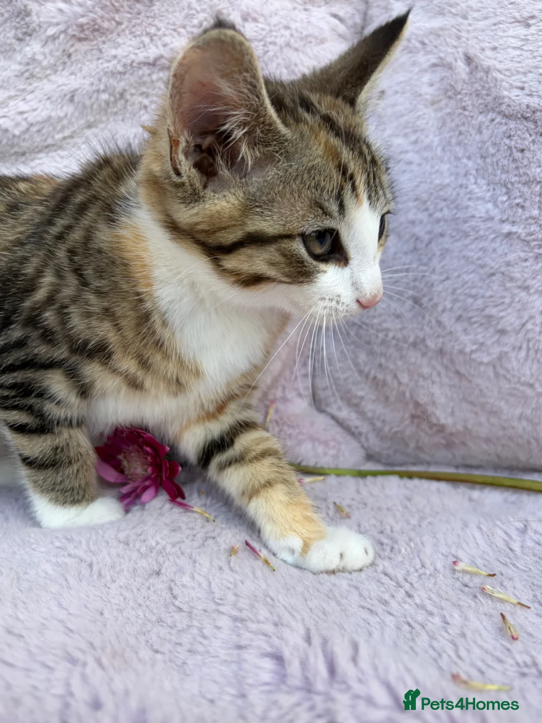 Domestic Shorthair cats for sale: 5 beautiful coloured kittens - Advert 17